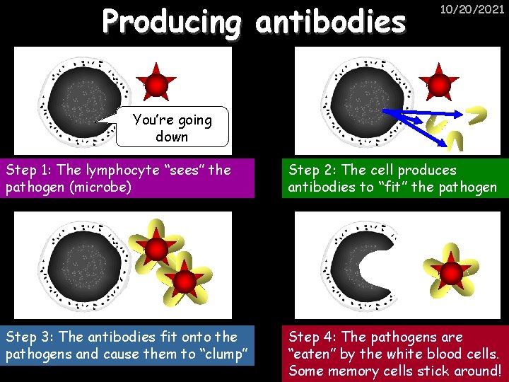 Producing antibodies 10/20/2021 You’re going down Step 1: The lymphocyte “sees” the pathogen (microbe)