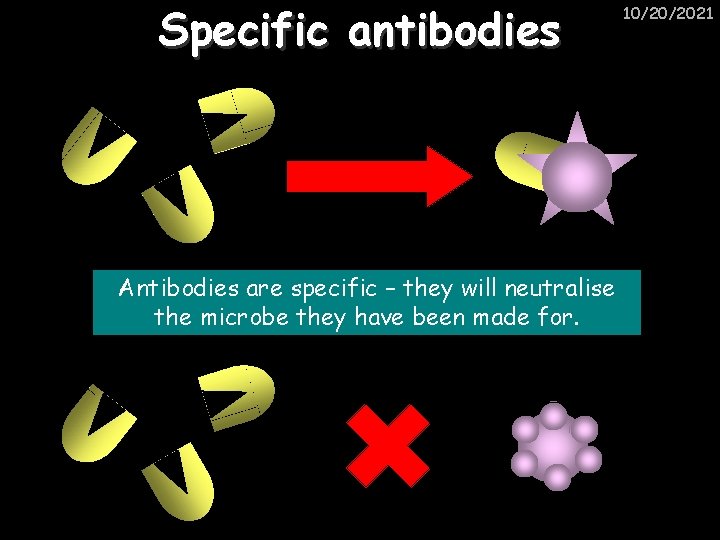 Specific antibodies Antibodies are specific – they will neutralise the microbe they have been