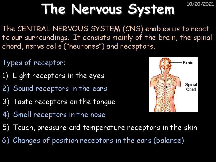 The Nervous System 10/20/2021 The CENTRAL NERVOUS SYSTEM (CNS) enables us to react to