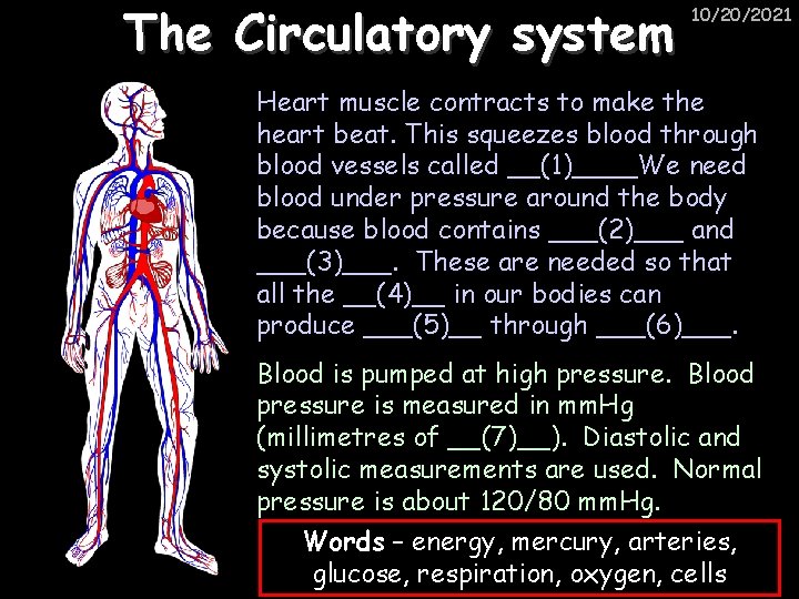 The Circulatory system 10/20/2021 Heart muscle contracts to make the heart beat. This squeezes