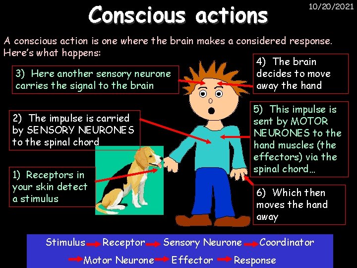 Conscious actions 10/20/2021 A conscious action is one where the brain makes a considered