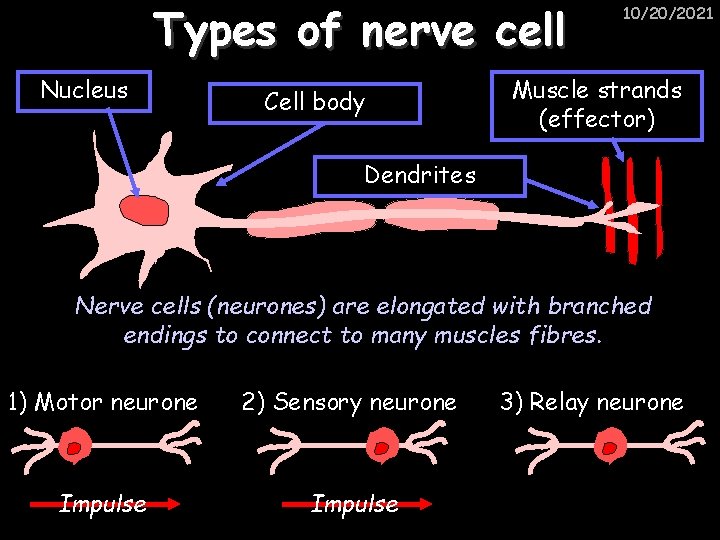Types of nerve cell Nucleus Cell body 10/20/2021 Muscle strands (effector) Dendrites Nerve cells