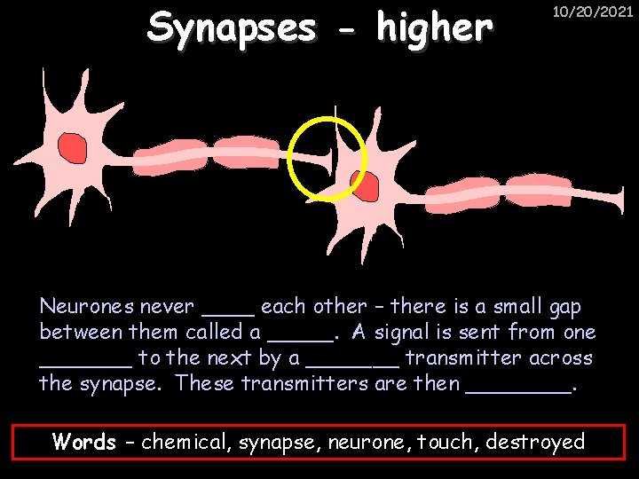 Synapses - higher 10/20/2021 Neurones never ____ each other – there is a small