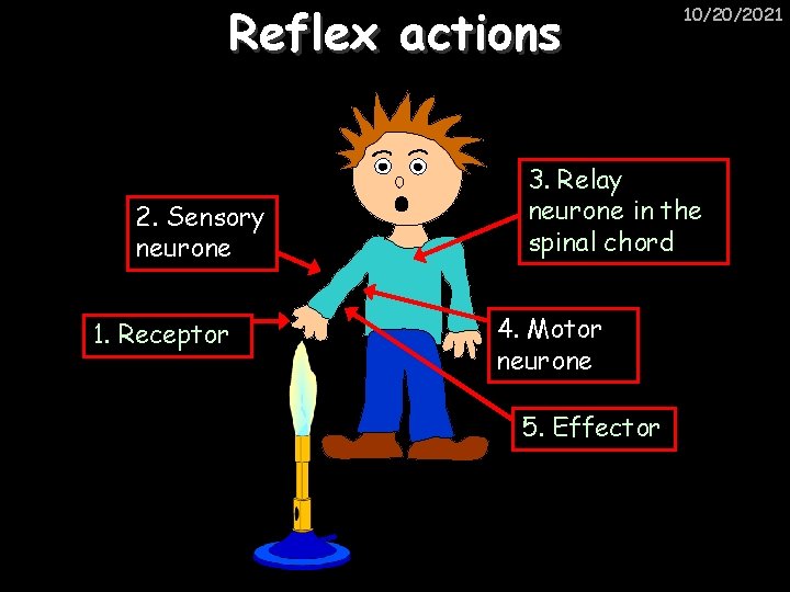 Reflex actions 2. Sensory neurone 1. Receptor 10/20/2021 3. Relay neurone in the spinal