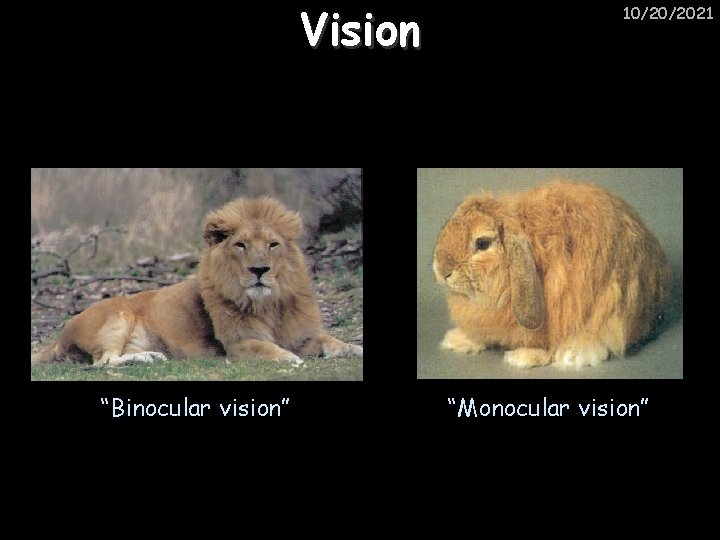 Vision “Binocular vision” 10/20/2021 “Monocular vision” 