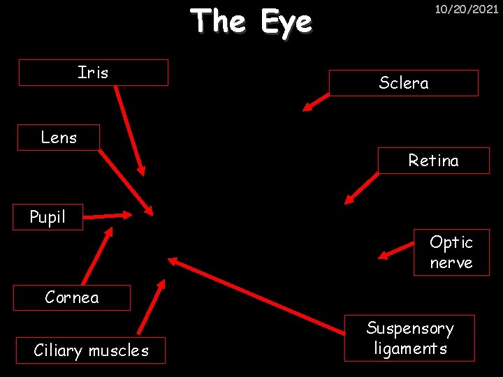 The Eye Iris Lens 10/20/2021 Sclera Retina Pupil Optic nerve Cornea Ciliary muscles Suspensory