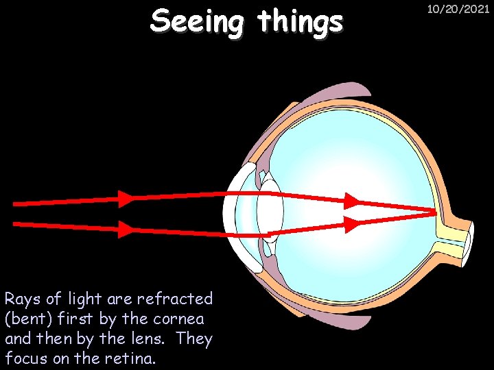 Seeing things Rays of light are refracted (bent) first by the cornea and then