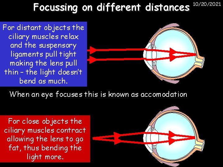 Focussing on different distances For distant objects the ciliary muscles relax and the suspensory