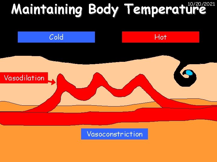 Maintaining Body Temperature 10/20/2021 Cold Hot Vasodilation Vasoconstriction 