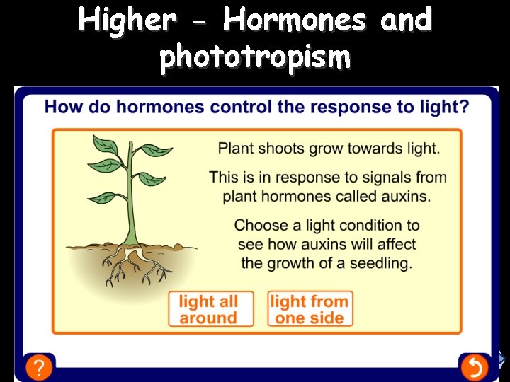 Higher - Hormones and phototropism 