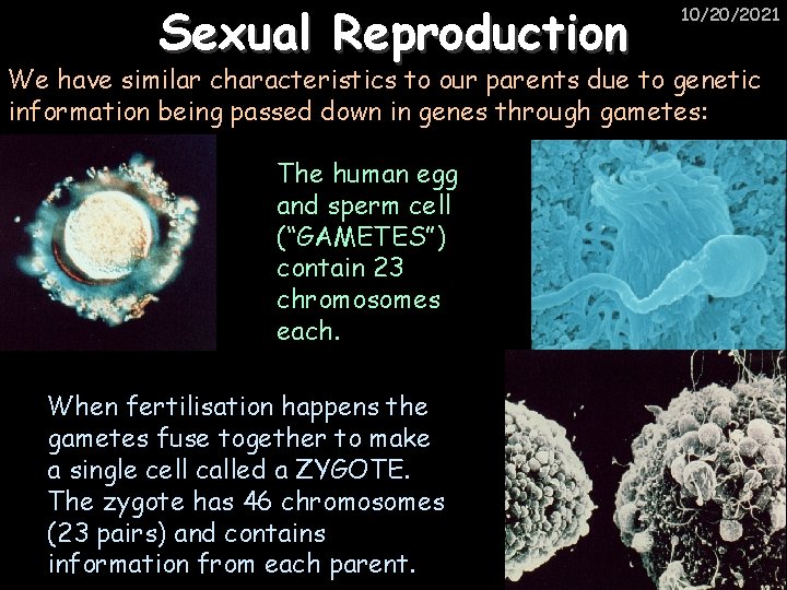 Sexual Reproduction 10/20/2021 We have similar characteristics to our parents due to genetic information
