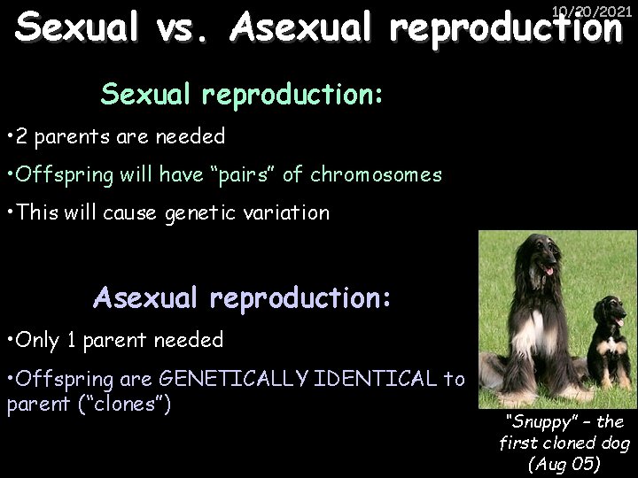 Sexual vs. Asexual reproduction 10/20/2021 Sexual reproduction: • 2 parents are needed • Offspring