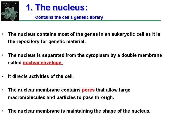 1. The nucleus: Contains the cell’s genetic library • The nucleus contains most of