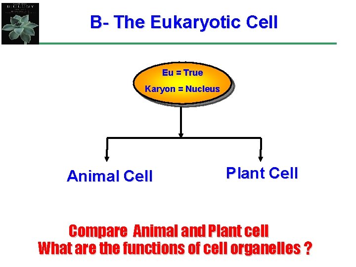 B- The Eukaryotic Cell Eu = True Karyon = Nucleus Animal Cell Plant Cell