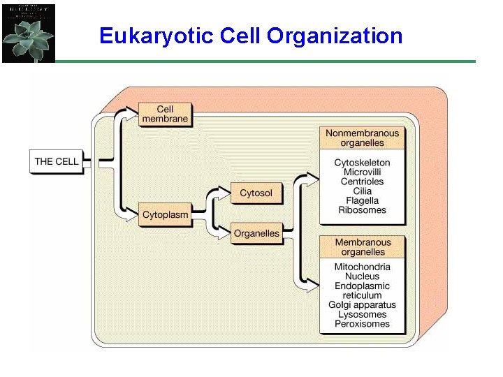 Eukaryotic Cell Organization 