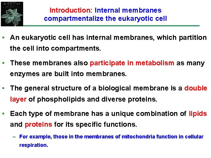 Introduction: Internal membranes compartmentalize the eukaryotic cell • An eukaryotic cell has internal membranes,