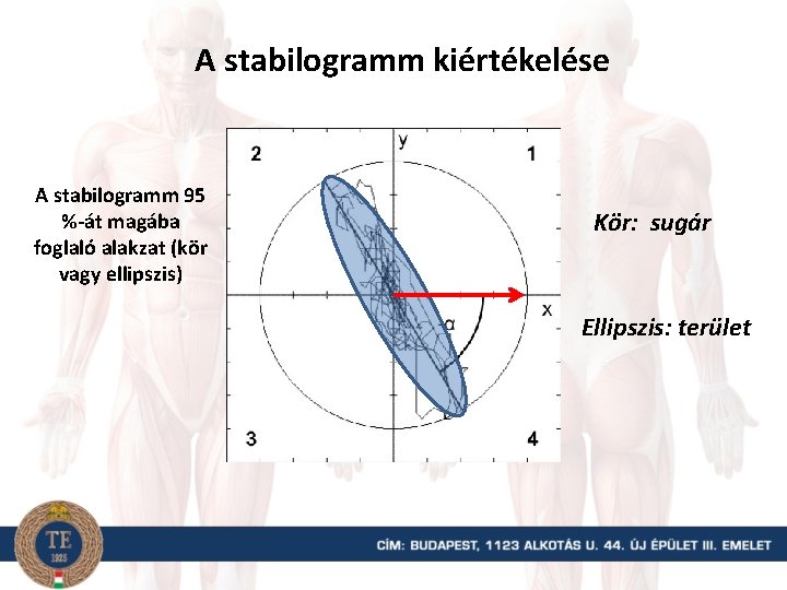 A stabilogramm kiértékelése A stabilogramm 95 %-át magába foglaló alakzat (kör vagy ellipszis) Kör:
