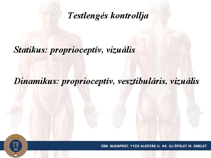 Testlengés kontrollja Statikus: proprioceptív, vizuális Dinamikus: proprioceptív, vesztibuláris, vizuális 