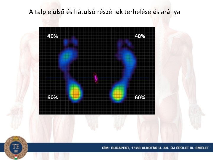 A talp elülső és hátulsó részének terhelése és aránya 40% 60% 