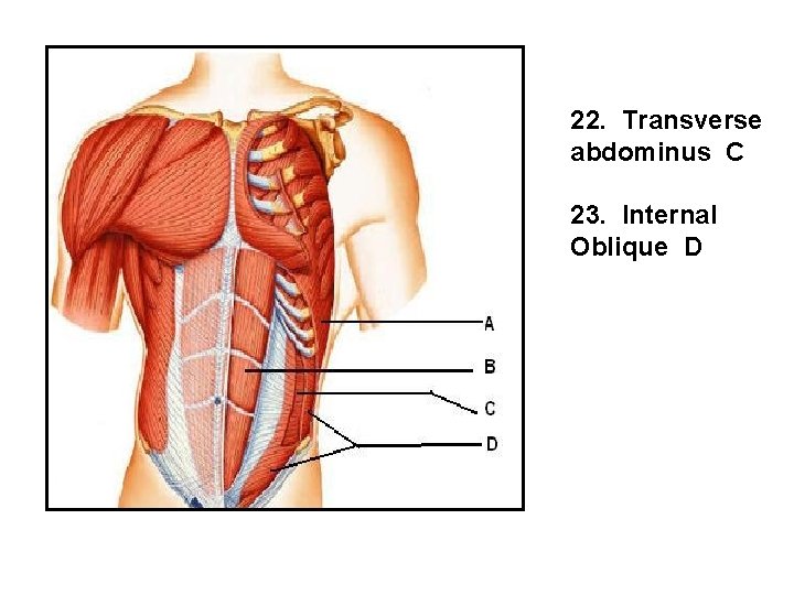 22. Transverse abdominus C 23. Internal Oblique D 