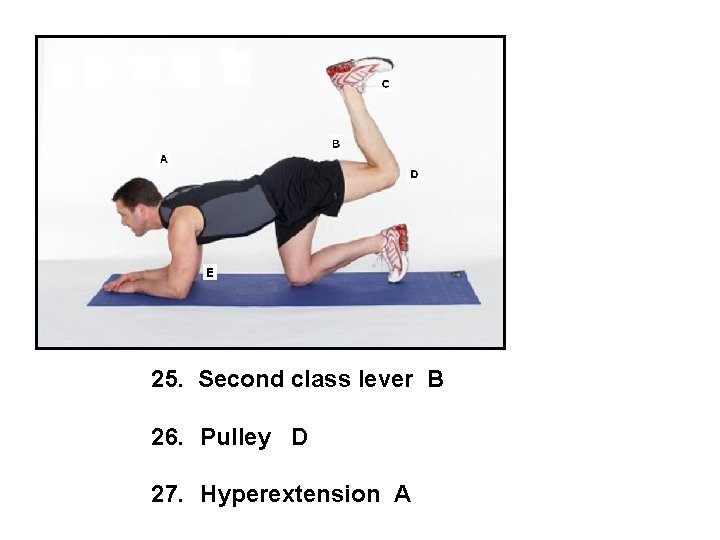 25. Second class lever B 26. Pulley D 27. Hyperextension A 