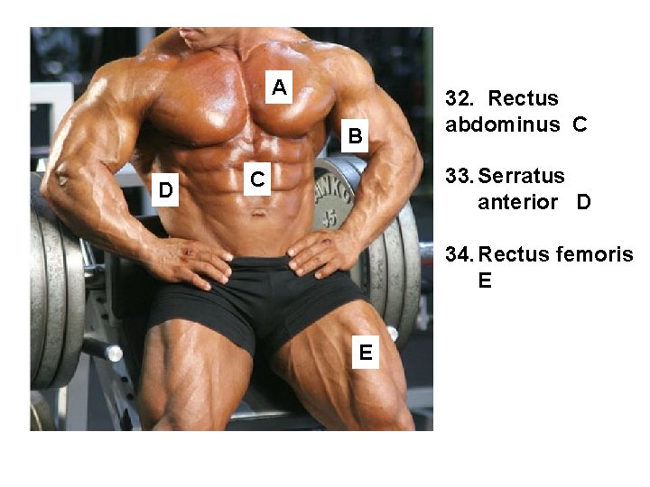 A B D 32. Rectus abdominus C 33. Serratus anterior D C 34. Rectus