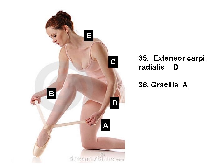 AE C 35. Extensor carpi radialis D 36. Gracilis A B D A 
