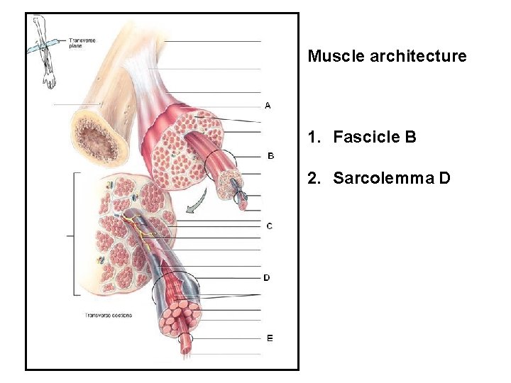Muscle architecture 1. Fascicle B 2. Sarcolemma D 