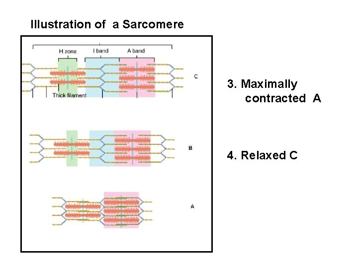 Illustration of a Sarcomere 3. Maximally contracted A 4. Relaxed C 