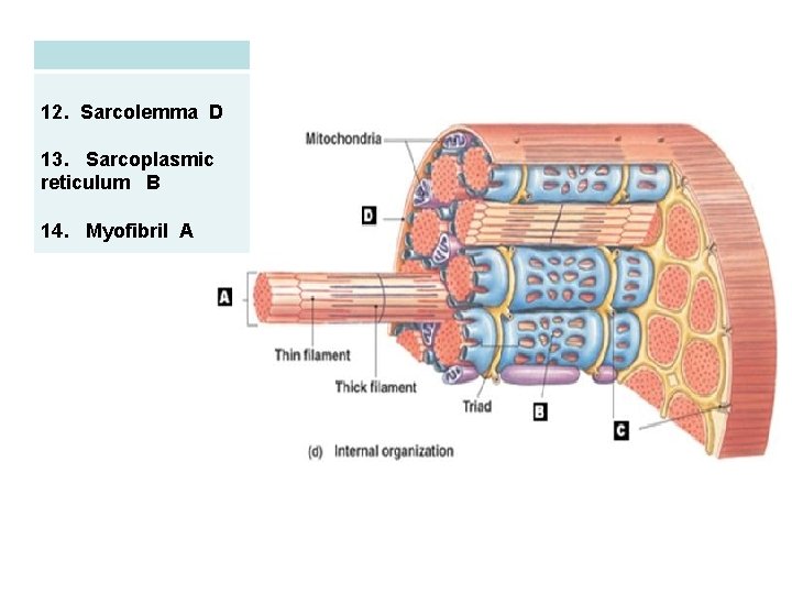12. Sarcolemma D 13. Sarcoplasmic reticulum B 14. Myofibril A 