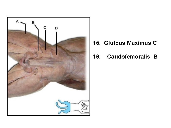 15. Gluteus Maximus C 16. Caudofemoralis B 