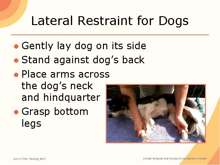 Lateral Restraint for Dogs ● Gently lay dog on its side ● Stand against