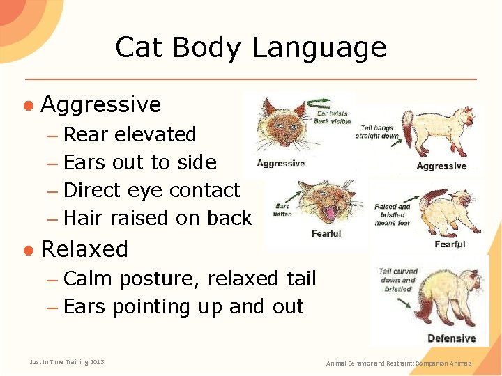 Cat Body Language ● Aggressive – Rear elevated – Ears out to side –