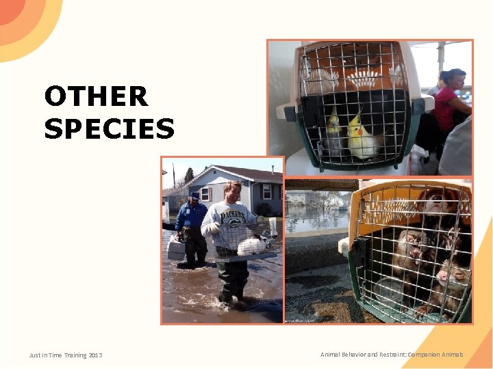 OTHER SPECIES Just In Time Training 2013 Animal Behavior and Restraint: Companion Animals 