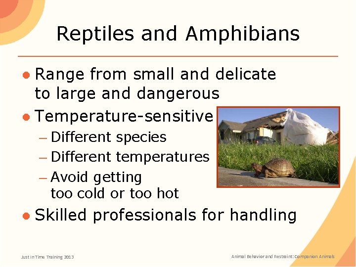 Reptiles and Amphibians ● Range from small and delicate to large and dangerous ●
