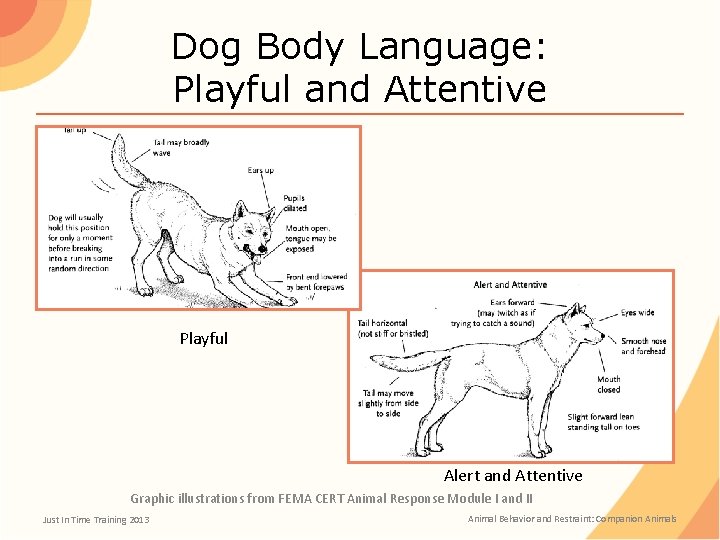 Dog Body Language: Playful and Attentive Playful Alert and Attentive Graphic illustrations from FEMA