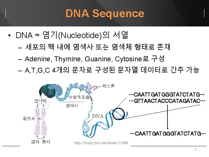 DNA Sequence • DNA ≈ 염기(Nucleotide)의 서열 – 세포의 핵 내에 염색사 또는 염색체