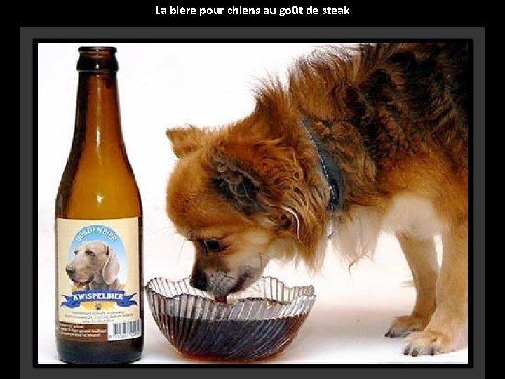 La bière pour chiens au goût de steak 