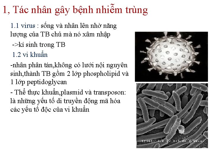 1, Tác nhân gây bệnh nhiễm trùng 1. 1 virus : sống và nhân