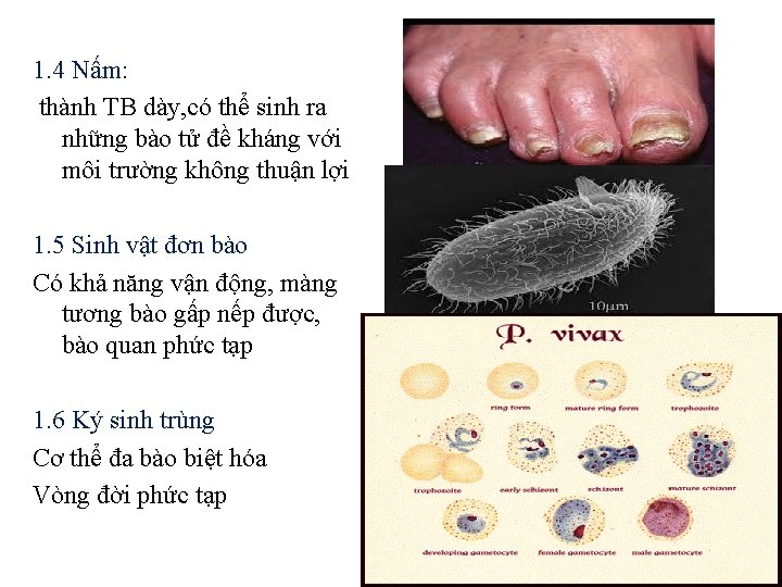 1. 4 Nấm: thành TB dày, có thể sinh ra những bào tử đề