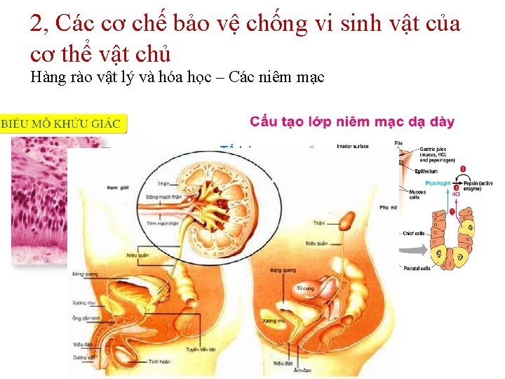 2, Các cơ chế bảo vệ chống vi sinh vật của cơ thể vật