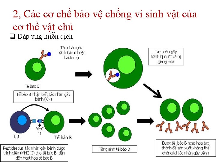 2, Các cơ chế bảo vệ chống vi sinh vật của cơ thể vật