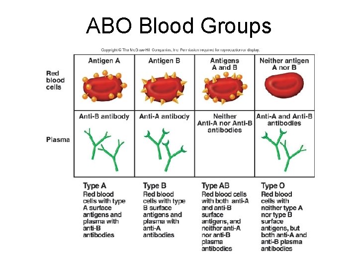 ABO Blood Groups 