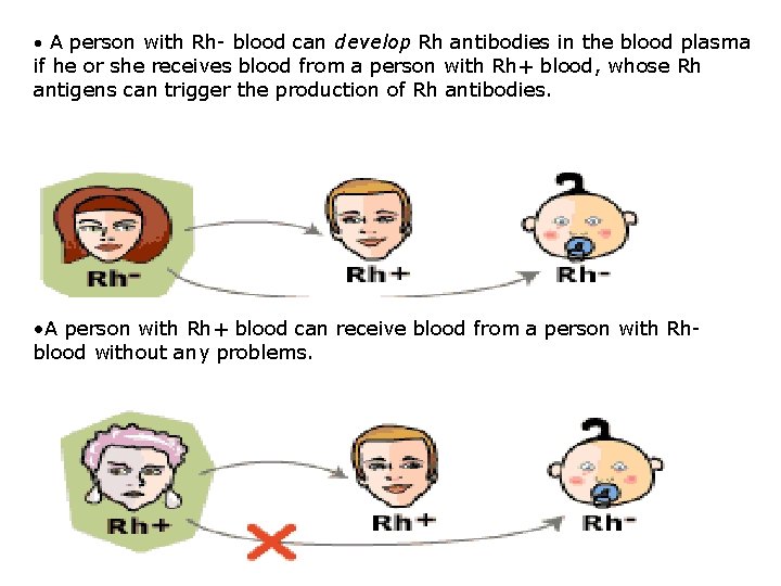  • A person with Rh- blood can develop Rh antibodies in the blood