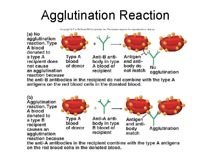 Agglutination Reaction 