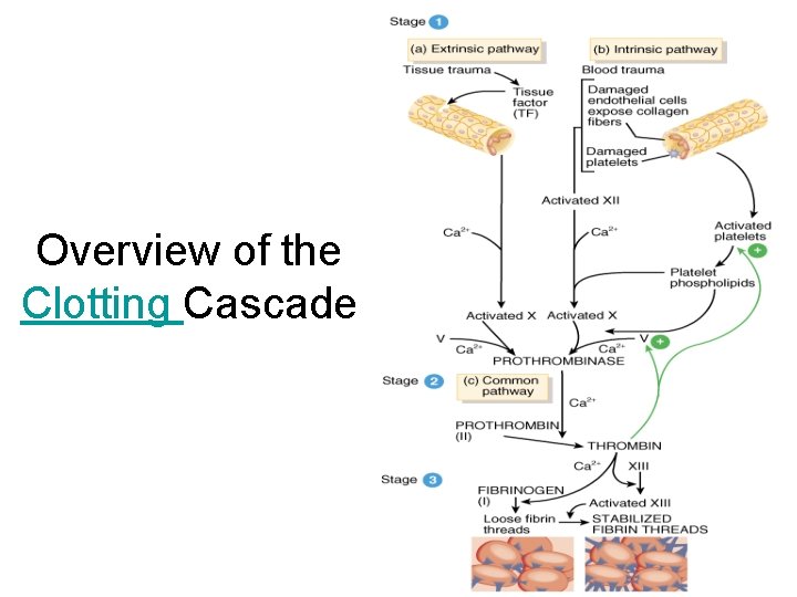 Overview of the Clotting Cascade 