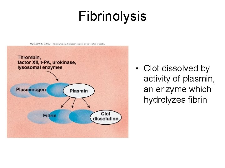 Fibrinolysis • Clot dissolved by activity of plasmin, an enzyme which hydrolyzes fibrin 