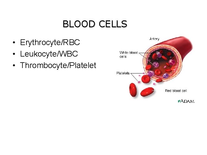 BLOOD CELLS • Erythrocyte/RBC • Leukocyte/WBC • Thrombocyte/Platelet 