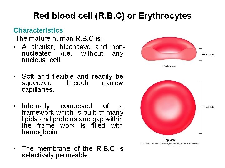 Red blood cell (R. B. C) or Erythrocytes Characteristics The mature human R. B.