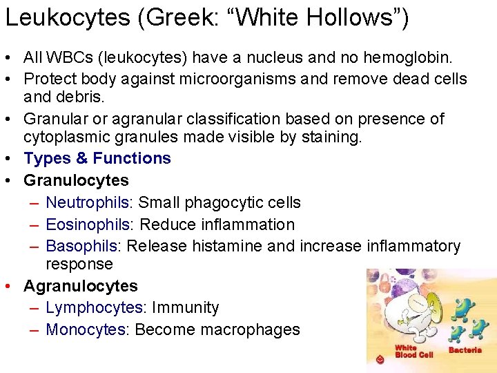 Leukocytes (Greek: “White Hollows”) • All WBCs (leukocytes) have a nucleus and no hemoglobin.